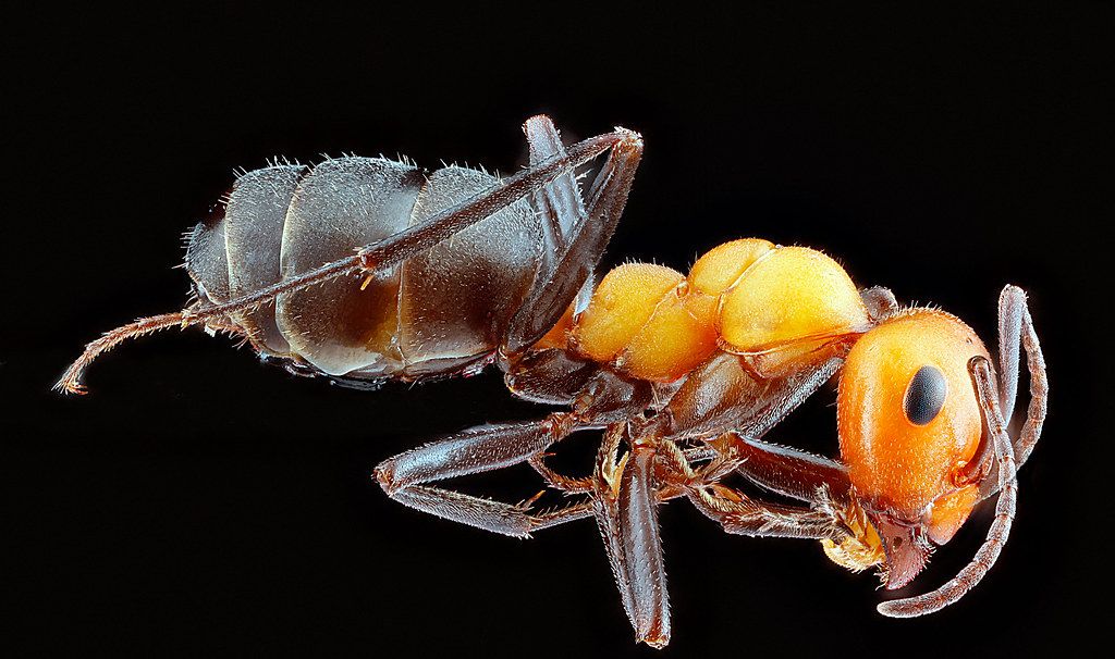 Ant Control service in Norwalk, CA