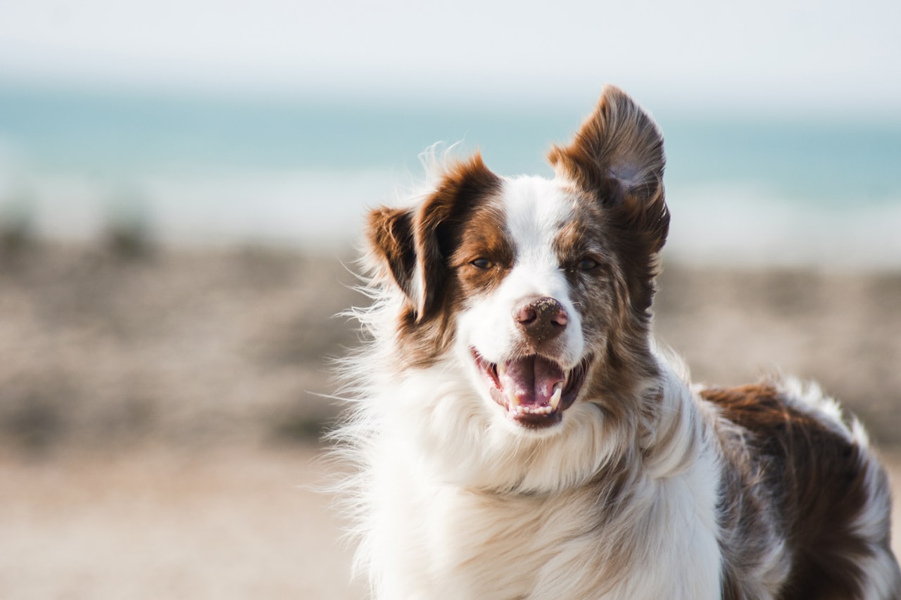 Flea & Tick Control service in Norwalk, CA