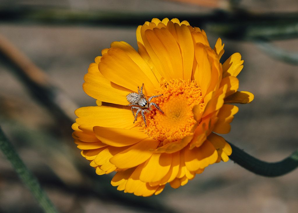 Spider Control service in Norwalk, CA